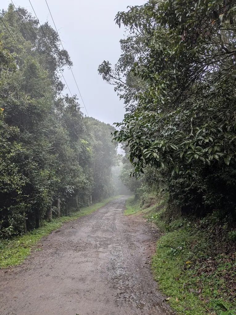 Longwood Forest trail